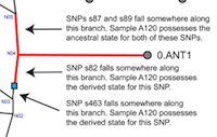 Detail of image of Phylogenetic tree of y. pseudotuberculosis. Y. pestis is a recently emerged clone of Y. pseudotuberculosis. Please click on link to view and resize complete image.